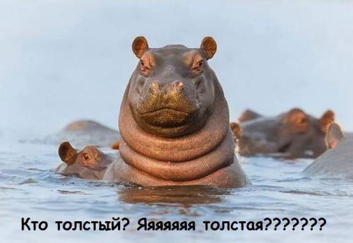 kto_tolstaya_ya_tolstaya.jpg