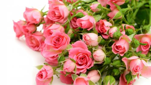 pink-roses-flowers-rozy.jpg