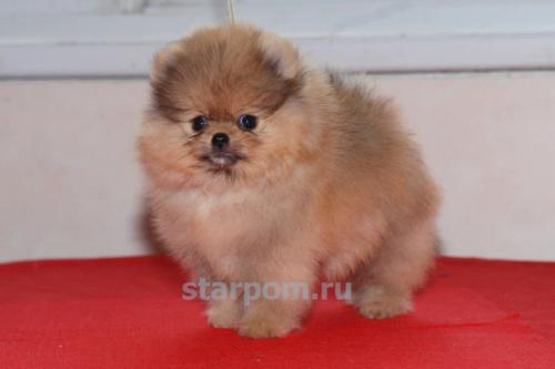 pomeranians_puppies_bugsy_3.jpg