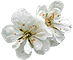 12693776921.49918021399E+13apple_flower.gif