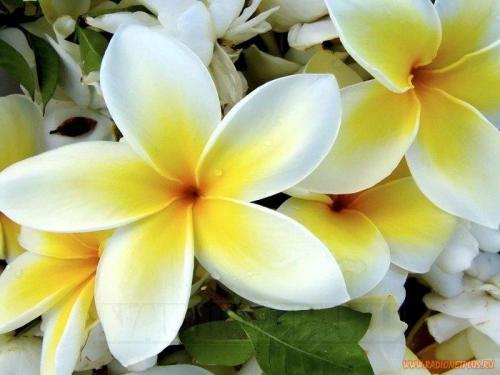 1214307589_24696292_1185994252_tropical_plumeria_flower.jpg