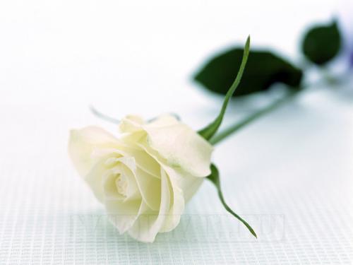 white-rose-wallpapers_5642_1600x1200.jpg