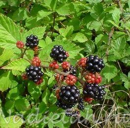 265px-blackberries_on_bush.jpg